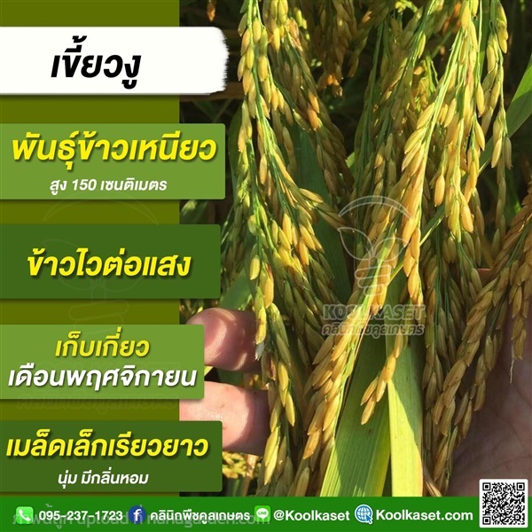 พันธุ์ข้าวปลูก ข้าวเหนียว ข้าวเขี้ยวงู ข้าวนาปี คูลเกษตร | คลินิกพืชคูลเกษตร - ชุมตาบง นครสวรรค์