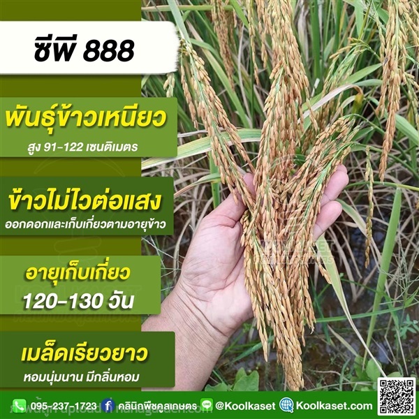 พันธุ์ข้าวปลูก ข้าวเหนียว ซีพี888 ข้าวนาปี นาปรัง คูลเกษตร