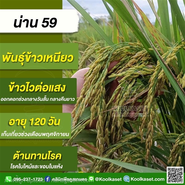 พันธุ์ข้าวปลูก ข้าวเหนียว น่าน 59 ข้าวนาปี คูลเกษตร