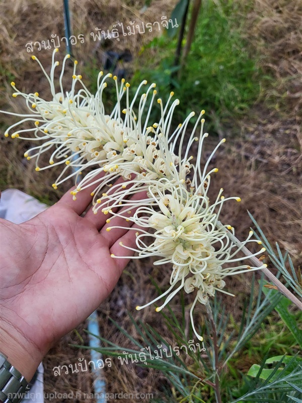 "Grevillea Moonlight"สนเกรวิลเลีย สีขาวแสงจันทร์ 