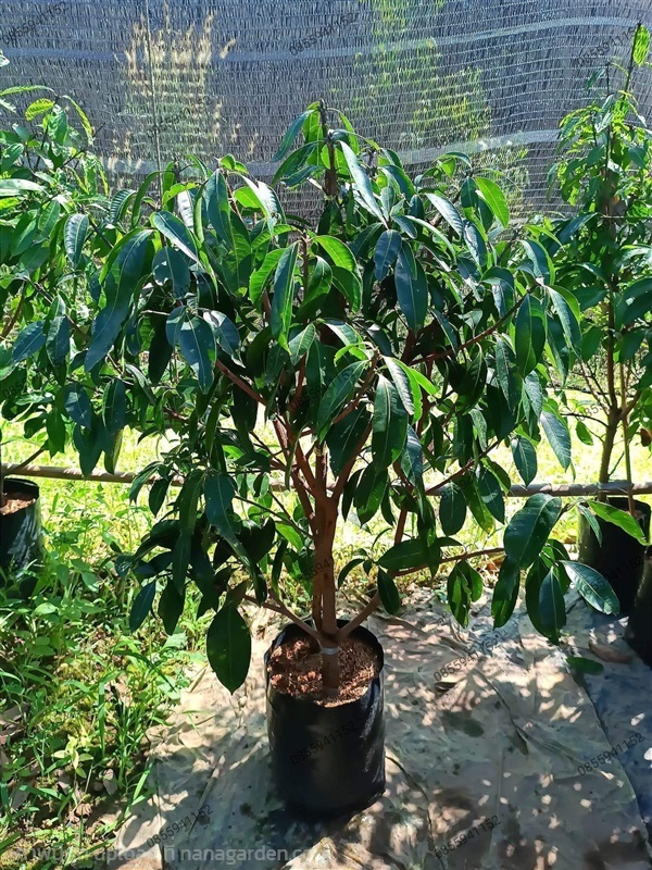 ต้นมะยงชิด | ณัฐพลพันธุ์ไม้ -  ปราจีนบุรี
