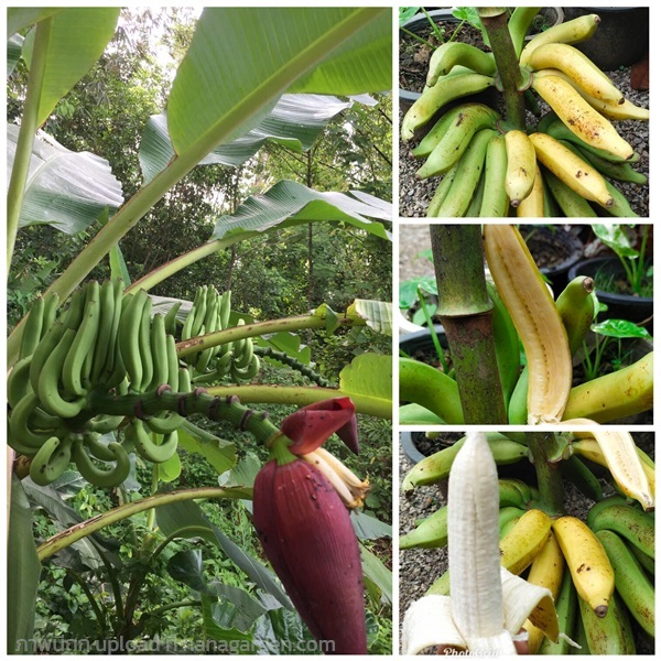 ต้นกล้วยป่าไร้เมล็ด พันธ์กล้วยป่าไร้เมล็ด  | วรรณพันธุ์ไม้ - เมืองตรัง ตรัง