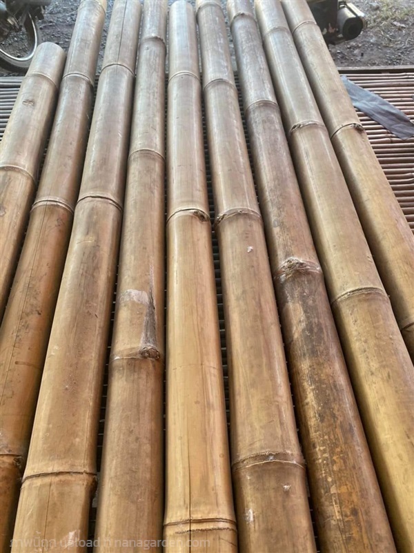 ขายไม้ไผ่แช่น้ำยาป้องกันมอด ขนาด 2 นิ้ว ยาว 6 เมตร  | TuaBamboo - เดชอุดม อุบลราชธานี