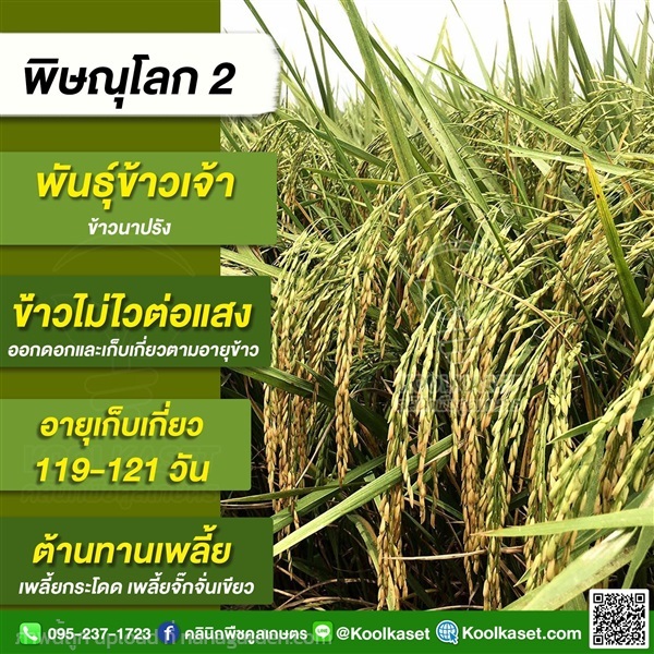 พันธุ์ข้าวปลูก ข้าวเจ้า พิษณุโลก2  คูลเกษตร | คลินิกพืชคูลเกษตร - ชุมตาบง นครสวรรค์