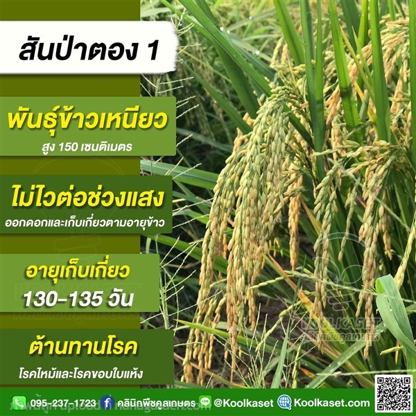 พันธุ์ข้าวปลูก ข้าวเหนียว สันป่าตอง1 นาปี นาปรัง คูลเกษตร