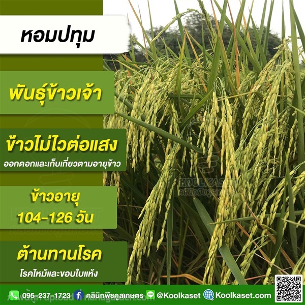 พันธุ์ข้าวปลูก ข้าวเจ้า หอมปทุม ข้าวนาปี ข้าวนาปรัง คูลเกษตร