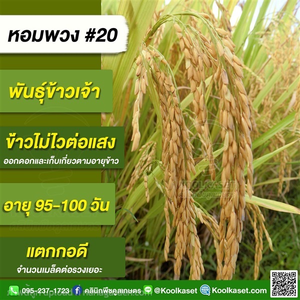 พันธุ์ข้าวปลูก ข้าวเจ้า หพ.#20 ข้าวนาปี นาปรัง คูลเกษตร