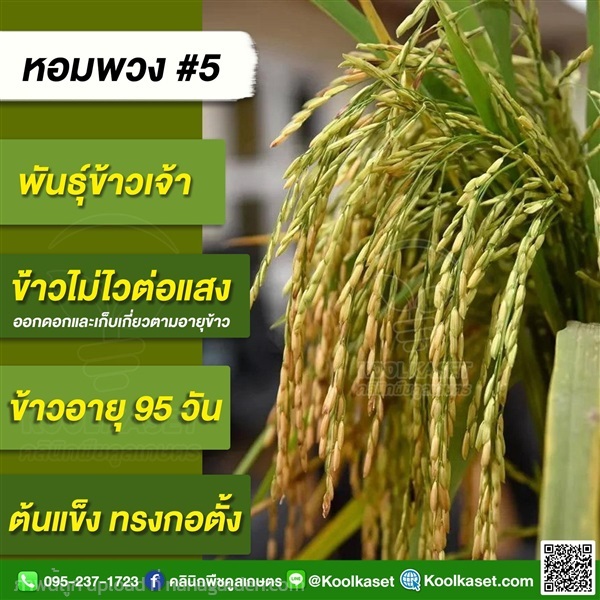 พันธุ์ข้าวปลูก ข้าวเจ้า หพ.#5 ข้าวนาปี นาปรัง คูลเกษตร