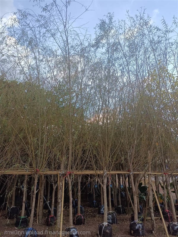 หลิวลู่ลม | สวนสุชานาถพันธ์ไม้ - เมืองปราจีนบุรี ปราจีนบุรี