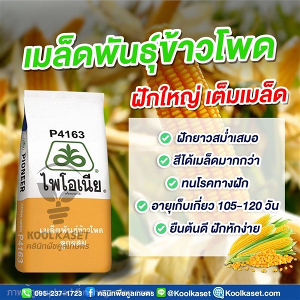 เมล็ดพันธุ์ข้าวโพด ไพโอเนีย P4163 ฝักใหญ่ เต็มเมล็ด คูลเกษตร