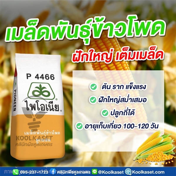 เมล็ดพันธุ์ข้าวโพด ไพโอเนีย P4466 ฝักใหญ่ เต็มเมล็ด คูลเกษตร