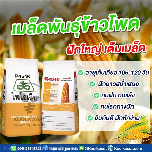 เมล็ดพันธุ์ข้าวโพด ไพโอเนีย P4546 ฝักใหญ่ เต็มเมล็ด คูลเกษตร