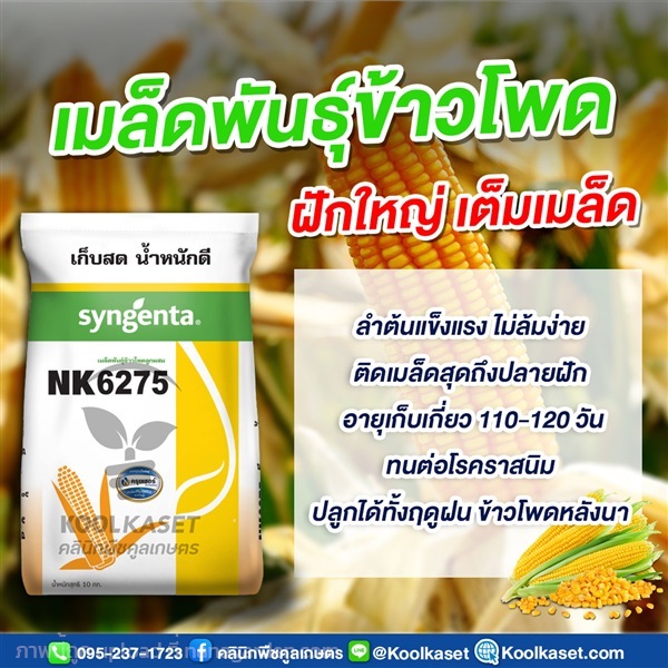 เมล็ดพันธุ์ข้าวโพด NK6275 ฝักใหญ่ เต็มเมล็ด คูลเกษตร | คลินิกพืชคูลเกษตร - ชุมตาบง นครสวรรค์