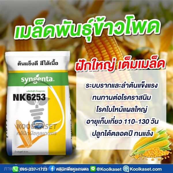 เมล็ดพันธุ์ข้าวโพด NK6253 ฝักใหญ่ เต็มเมล็ด คูลเกษตร | คลินิกพืชคูลเกษตร - ชุมตาบง นครสวรรค์