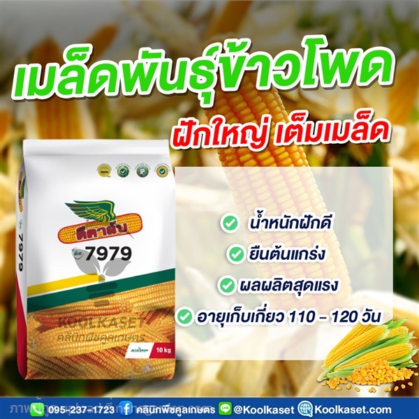 เมล็ดพันธุ์ข้าวโพด ดีคาล์บ 7979 ฝักใหญ่ เต็มเมล็ด คูลเกษตร | คลินิกพืชคูลเกษตร - ชุมตาบง นครสวรรค์