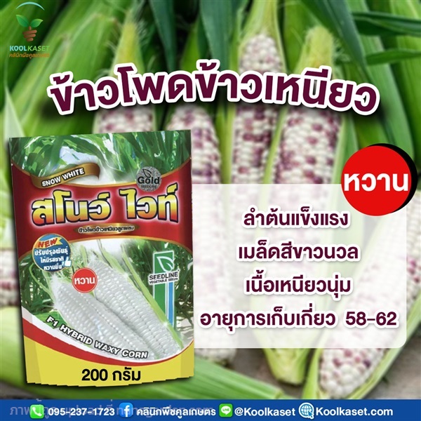 ข้าวโพดข้าวเหนียว สโนว์ ไวท์ ขนาด 200 กรัม คูลเกษตร