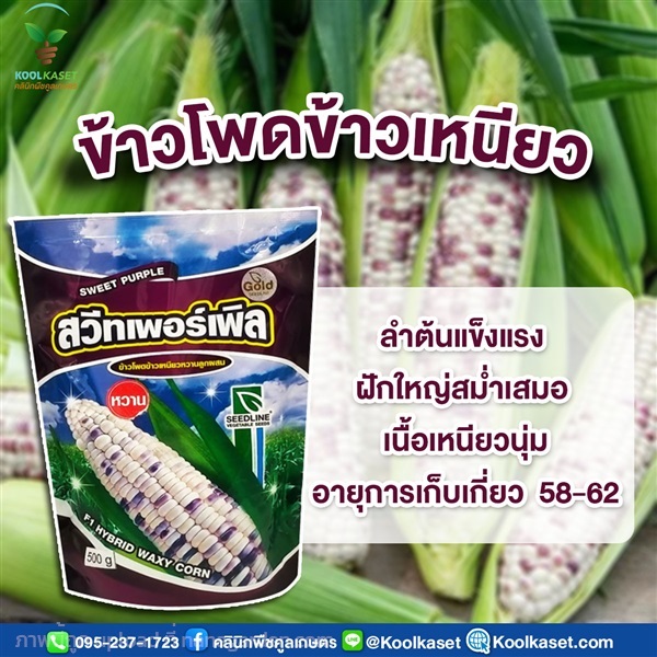 ข้าวโพดข้าวเหนียว สวีทเพอร์เพิล ขนาด 500 กรัม คูลเกษตร | คลินิกพืชคูลเกษตร - ชุมตาบง นครสวรรค์