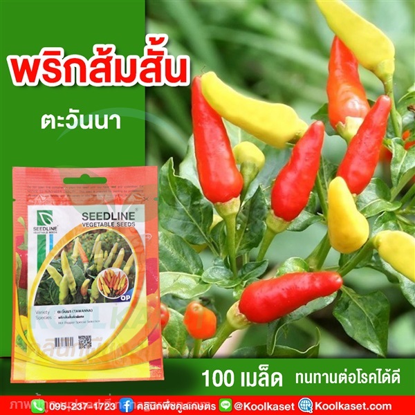 พันธุ์พริกส้มสั้น ตะวันนา ซีดไลน์ 100 เมล็ด คูลเกษตร