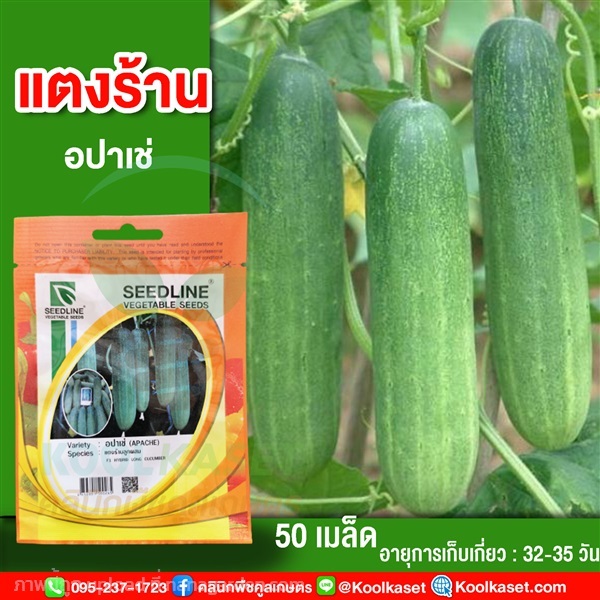 พันธุ์แตงร้าน อปาเช่  ซีดไลน์ 50 เมล็ด คูลเกษตร  | คลินิกพืชคูลเกษตร - ชุมตาบง นครสวรรค์