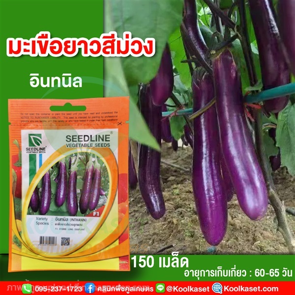 พันธุ์มะเขือยาวสีม่วง อินทนิล ซีดไลน์ 150 เมล็ด คูลเกษตร | คลินิกพืชคูลเกษตร - ชุมตาบง นครสวรรค์