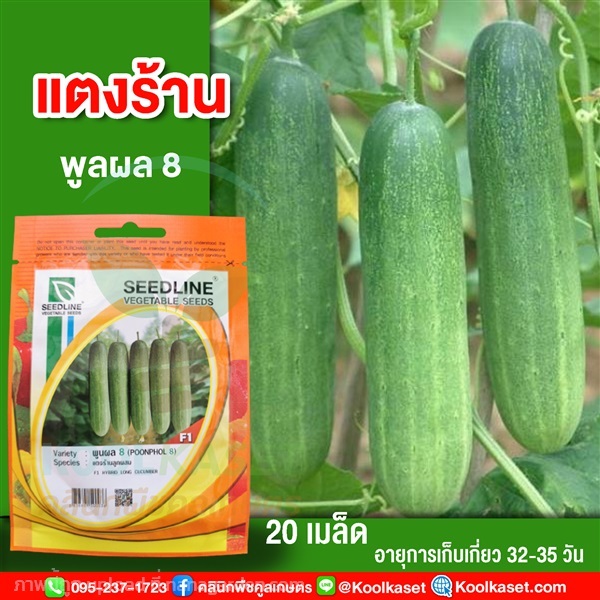 พันธุ์แตงร้าน พูลผล 8 ซีดไลน์ 20 เมล็ด คูลเกษตร  | คลินิกพืชคูลเกษตร - ชุมตาบง นครสวรรค์