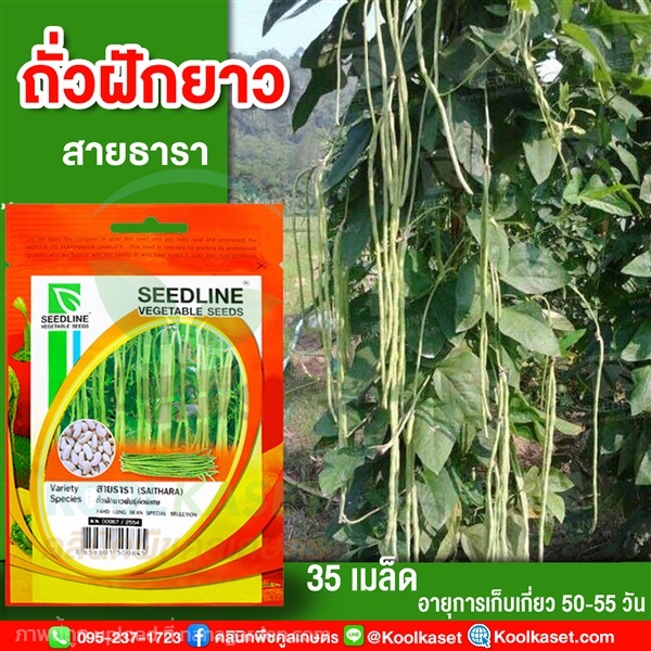 พันธุ์ถั่วฝักยาว สายธารา ซีดไลน์ 35 เมล็ด คูลเกษตร  | คลินิกพืชคูลเกษตร - ชุมตาบง นครสวรรค์