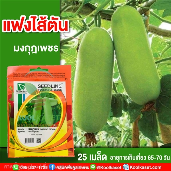 พันธุ์แฟงไส้ตัน มงกุฎเพชร ซีดไลน์ 25 เมล็ด คูลเกษตร