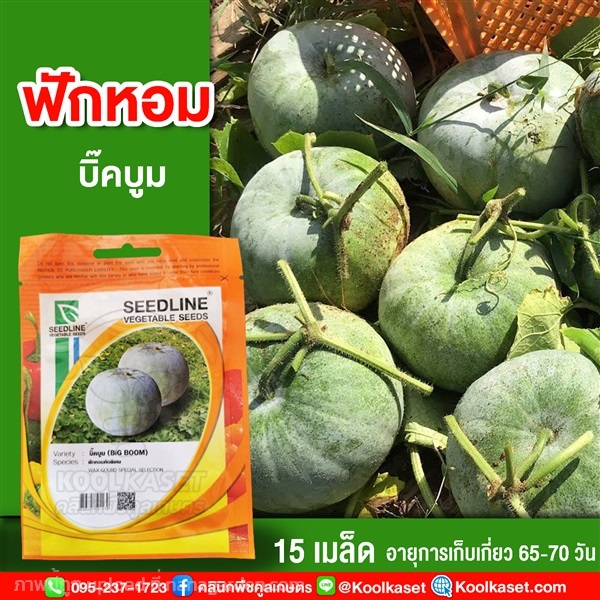 พันธุ์ฟักหอม บิ๊คบูม ซีดไลน์ 15 เมล็ด คูลเกษตร | คลินิกพืชคูลเกษตร - ชุมตาบง นครสวรรค์