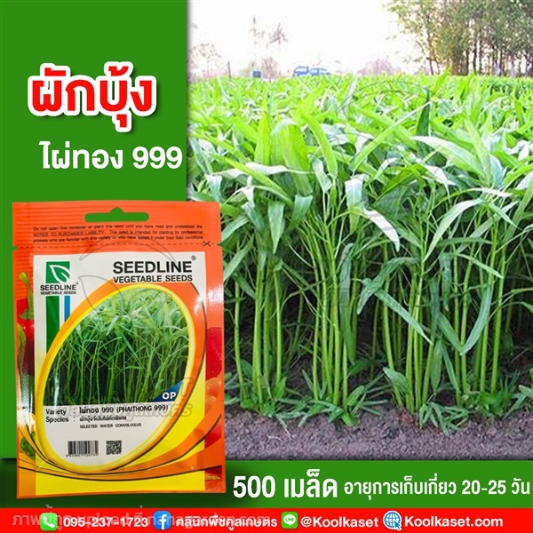 พันธุ์ผักบุ้งจีนใบไผ่ ไผ่ทอง 999 ซีดไลน์ 500 เมล็ด คูลเกษตร  | คลินิกพืชคูลเกษตร - ชุมตาบง นครสวรรค์