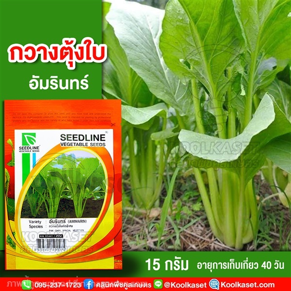 พันธุ์กวางตุ้งใบ อัมรินทร์ ซีดไลน์ 15 กรัม คูลเกษตร | คลินิกพืชคูลเกษตร - ชุมตาบง นครสวรรค์