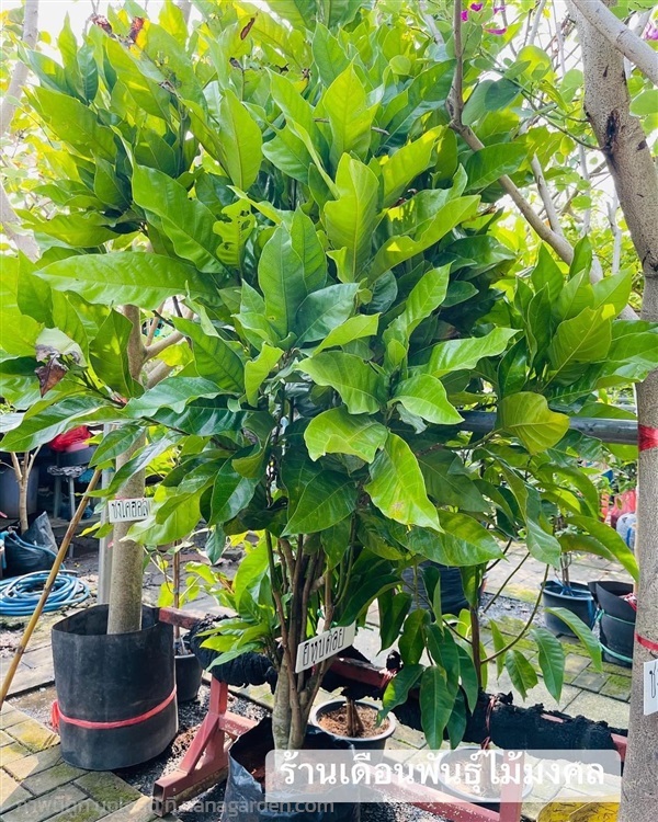 ต้นยี่หุบดอย