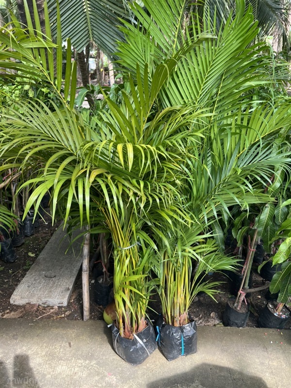 หมากเหลือง Areca Palm,Butterfly Palm, Yellow palm