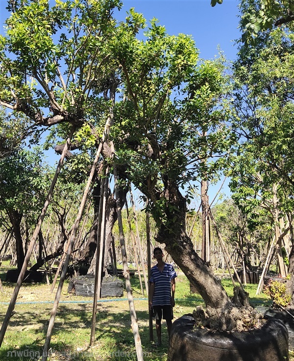 ต้นหว้าน้ำโขงทรงเอนขนาด14นิ้ว | สวนสมใจนึก - แก่งคอย สระบุรี