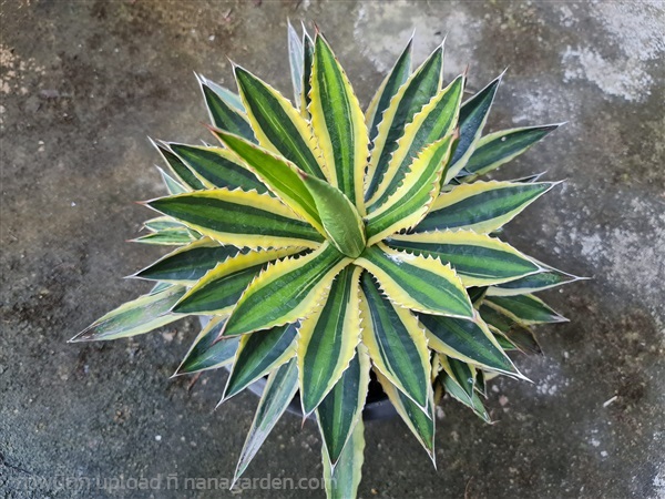 ขายอากาเว่ฟอร์มกอ "Agave lophantha quadricolor" | proud garden - เมืองนครปฐม นครปฐม