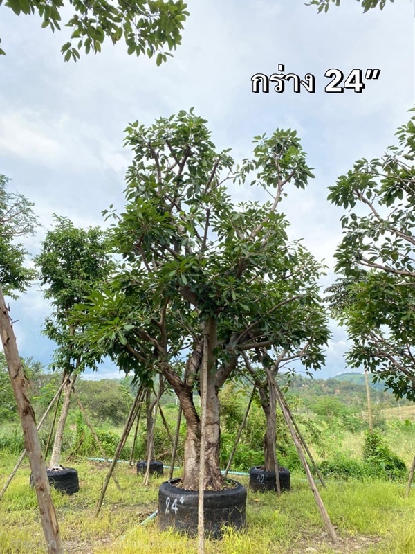 มหาโชค 24” | สวนต้นอ้อ พันธุ์ไม้ - แก่งคอย สระบุรี