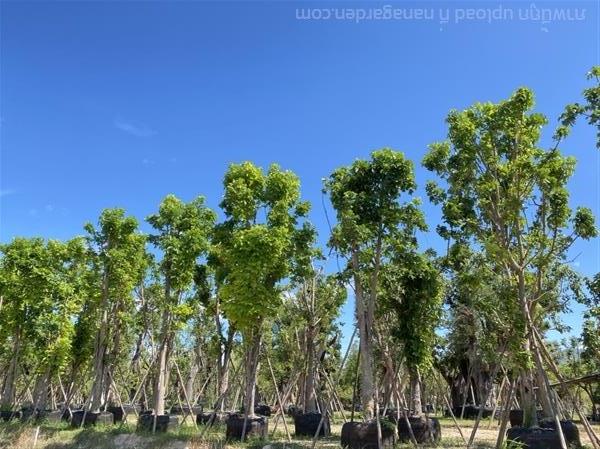 มะฮอกกานี 6-10”  | สวนต้นอ้อ พันธุ์ไม้ - แก่งคอย สระบุรี