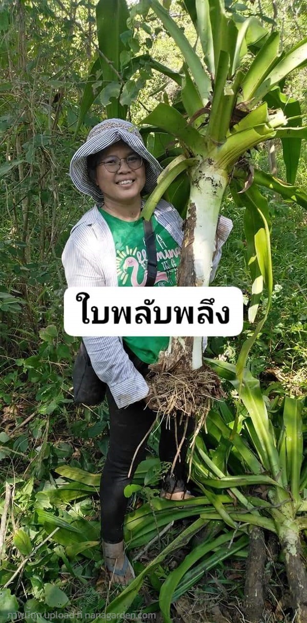 ใบพลับพลึงสด/ตากแห้ง | เมล็ดพันธุ์ดี เกษตรวิถีไทย - เมืองระยอง ระยอง