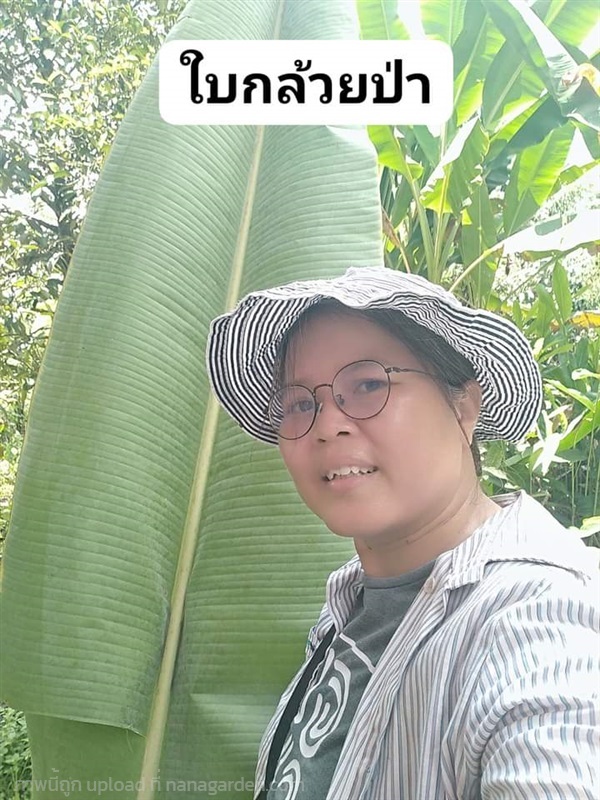 ใบกล้วยป่า สด/ตากแห้ง | เมล็ดพันธุ์ดี เกษตรวิถีไทย - เมืองระยอง ระยอง