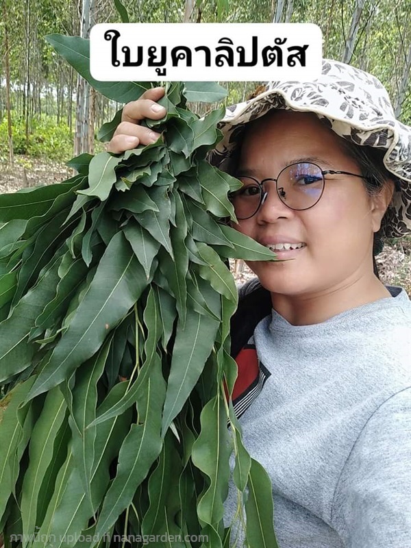 ใบยูคาลิปตัส สด/ตากแห้ง | เมล็ดพันธุ์ดี เกษตรวิถีไทย - เมืองระยอง ระยอง