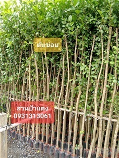  ต้นข่อย | สวนลุงดำพันธุ์ไม้ -  นครนายก