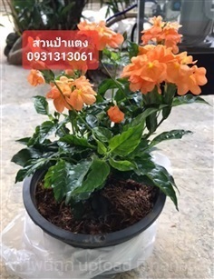  สังกรณี | สวนลุงดำพันธุ์ไม้ -  นครนายก