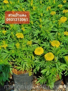  ต้นดาวเรือง จำหน่ายส่ง | สวนลุงดำพันธุ์ไม้ -  นครนายก