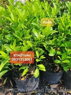  ต้นส้มจี๊ด | สวนลุงดำพันธุ์ไม้ -  นครนายก