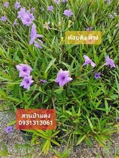  ต้นต้อยติ่งม่วง | สวนลุงดำพันธุ์ไม้ -  นครนายก