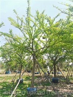  ต้นน้ำเต้าอินเดีย หน้า 3-4 สูง 3-4 เมตร | สวนลุงดำพันธุ์ไม้ -  นครนายก
