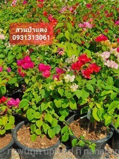  ต้นเฟื่องฟ้า กระถาง 8-11 จัดส่งต้นไม้ จัดสวน | สวนลุงดำพันธุ์ไม้ -  นครนายก