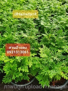  เฟิร์นกนกนารี | สวนลุงดำพันธุ์ไม้ -  นครนายก