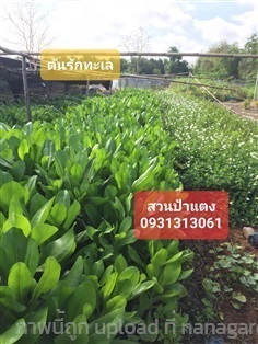  ต้นรักทะเล | สวนลุงดำพันธุ์ไม้ -  นครนายก