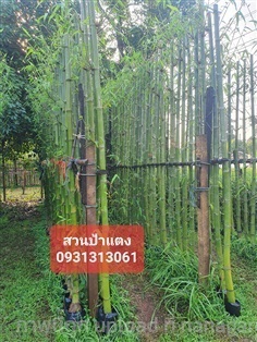  ไผ่ทำรั้ว สูง 1.5 เมตร | สวนลุงดำพันธุ์ไม้ -  นครนายก