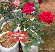  ต้นกุหลาบ | สวนลุงดำพันธุ์ไม้ -  นครนายก